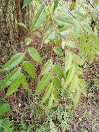 Image result for Sladeniaceae