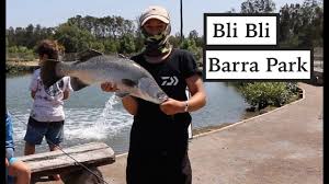 You would like to add. Barra Fishing North Of Brisbane Bli Bli Barramundi Youtube