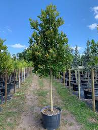 Image result for Calophyllum