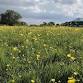Support Bridie's Farm event image