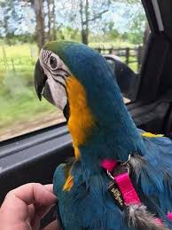 Five Little Birds Jewelry Raising Chicks Pigeons For Sale Near Me Animal Mating Pet Birds Parrot Pet Parrot
