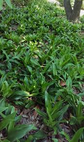 Image result for Meiostemon tetrandrus