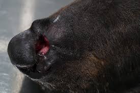 An abscess is a painful collection of pus as the white blood cells attack the bacteria, some nearby tissue dies, creating a hole which then fills with pus to form an abscess. Abscess From A Bite In Cats And Dogs Bow Wow Meow