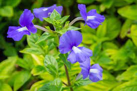 Common meadow violet leaves arise from the base of the plant. What Is The State Flower Of New Jersey Worldatlas