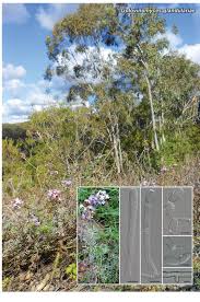 Image result for Dichapetalum rhodesicum