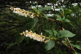 Image result for Bothriocline quercifolia