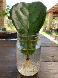 How To Propagate A Fiddle Leaf Fig In Water Indoor Plant Care Fig Plant Indoor Plant Care Fiddle Leaf Fig