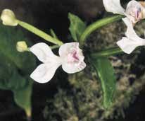 Image result for Disperis katangensis