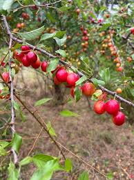 Image result for Prunus