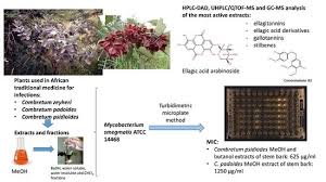 Image result for Combretum psidioides