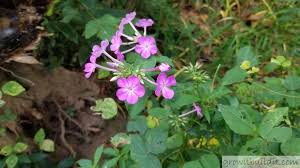 Garden phlox (phlox paniculata), also called perennial phlox, grows well in usda zones 4 through 8. Garden Phlox Facts Identification Grow Care Growit Buildit