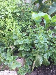 Herbs Meaning In Telugu Shabdkosh