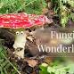 Foraging for beginners - Gain confidence with wild event image