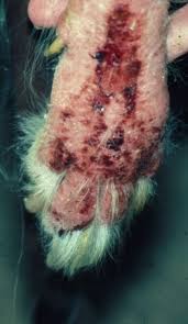 Image result for scabies dogs detail