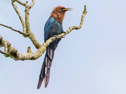 Image result for Scolopia rhamniphylla