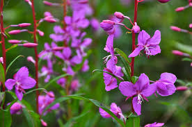 Check spelling or type a new query. Eight Edible Wild Plants To Gnosh Upon