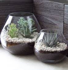 Fishbowl Garden Great Way To Keep Cactus And Succulents Succulents In Glass How To Make Terrariums Succulent Terrarium