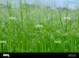 Image result for Panicum schinzii