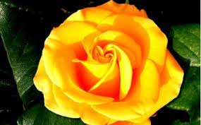 Kết quả hình ảnh cho hình ảnh hoa hồng