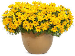 Image result for Bidens grantii