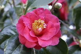 The Japanese Camellia Camellia Japonica Is One Of The Best Known Species Of Camellia Description From Nealcomm Com I Showy Flowers Camellia Flower Camellia
