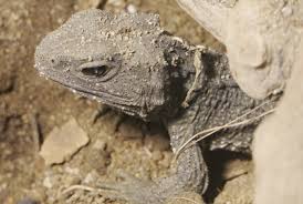 Kleidung & schuhe für tiere. Tiere In Neuseeland Tipps Von Tourleader Neuseeland