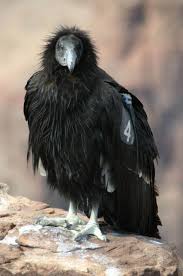 Birds Of A Feather New Vegas California Condor California Condor Rare Birds Birds