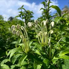 Image result for Clerodendrum incisum