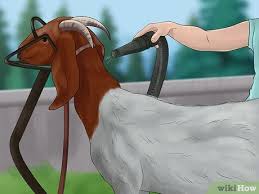 When your baby is ready to go in the tub, it's fine to use just water. How To Wash A Goat 9 Steps With Pictures Wikihow