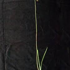 Image result for Eulophia elegans