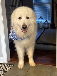 Adopted Furever Dogs