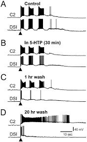 Maybe you would like to learn more about one of these? Paradoxical Actions Of The Serotonin Precursor 5 Hydroxytryptophan On The Activity Of Identified Serotonergic Neurons In A Simple Motor Circuit Journal Of Neuroscience