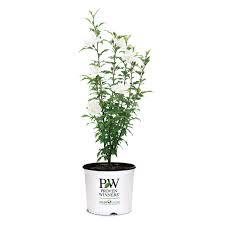 White Pillar® Rose of Sharon Althea Shrubs for Sale