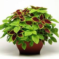 Image result for Coleus zombensis