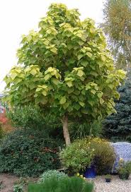Les Arbres De Petit Developpement Arbres Pour Petit Jardin Bordure De Jardin En Pierre Petits Jardins