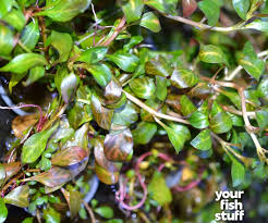 Image result for Eulophia ovalis