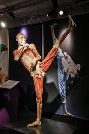 Body Worlds Dead Body Art Find & download free graphic resources for dead body. body worlds dead body art