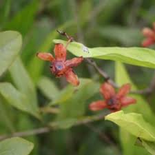Image result for Ochna leptoclada