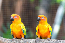 Sun Conure Bird Species Profile