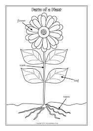 A one page worksheet called the genius challenge for students learning about the parts of a plant. Parts Of A Plant Labelling Worksheets Sb12380 Sparklebox