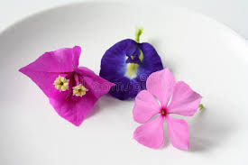Kembang atau bunga telang (clitoria ternatea) adalah tumbuhan merambat yang biasa ditemukan di pekarangan atau tepi hutan. Bunga Telang Photos Free Royalty Free Stock Photos From Dreamstime