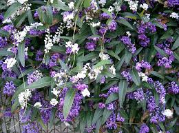 Image result for Hardenbergia comptoniana