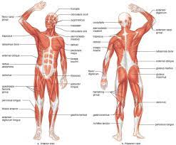 You remember a little ditty about the thigh bone being connected to the hip bone, which was in turn connected to the backbone. Bones And Muscles In Human Body Human Anatomy Bones And Muscles Human Anatomy Bones And Muscles P Human Muscle Anatomy Human Muscular System Human Body Muscles