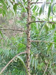Image result for Zanthoxylum