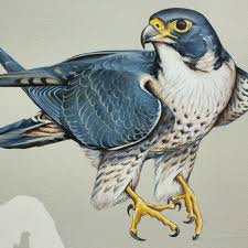 Peregrine Falcon Birds Of Prey New York Peregrine Falcon Scientific Drawing Bird Art Falcon Drawing