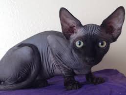 Our family has always had a passion for hairless cats and started a cattery once we got a second cat to bring joy to others, as our cats do to us. Texas Sphynx Cattery