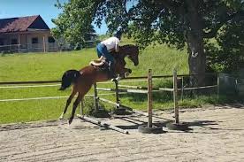 Der anblick von 350 menschen, die zugleich in die höhe springen, zugleich die zunge herausstrecken, zugleich die augen rollen, muß einen eindruck von einheit geben, die unüberwindlich ist. Stajnia Wygoda Symphonie S