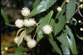 Image result for Callicoma