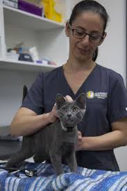 We also offer indoor, air conditioned/heated runs and cages in the main kennel area. Southside Animal Hospital Your Friendly Local Vet In Cronulla Your Friendly Local Vet In The Shire