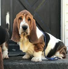 The store manager assures me they only buy from responsible breeders. Akc European Basset Hound Puppies W Virginia Basset Bottom Bassets
